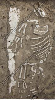 photo texture of bones 0005